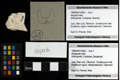Foto (Objekt + Etiketten) von Isopoda indet. 